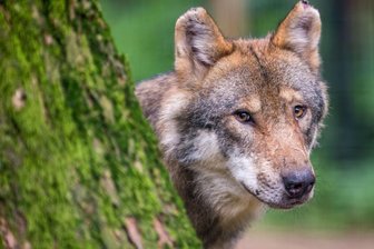 Ein Wolf als Marathonläufer im Vogtland - Fotografiert wurde der Wolf nicht, der nahe Heinersgrün Beute machte. Da er jedoch vermutlich durch halb Europa zog, muss es sich um ein stattliches Tier wie dieses gehandelt haben. 