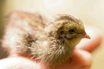 Einbrecher stehlen vier seltene Zwergwachteln aus Auer Zoo -