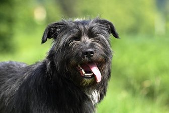 Jacky wurde in der Nacht zum Donnerstag aus dem Tierheim Chemnitz gestohlen.