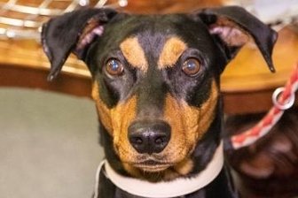 Einbruchsversuch endet im kalten Fluss - Der mutige Fezo, ein Deutscher Pinscher.