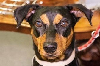 Einbruchsversuch endet im kalten Fluss - Der mutige Fezo, ein Deutscher Pinscher.