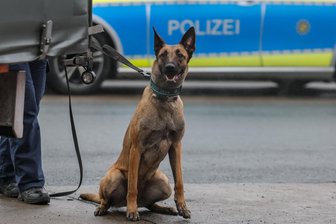 Einbrüche auf dem Kaßberg in Chemnitz: Spürhund bestätigt Zusammenhang - Auf dem Kaßberg kam am Mittwochvormittag auch ein Spürhund zum Einsatz.