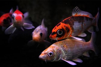 Eindringlinge stehlen in Aue 45 Koi-Karpfen - Dutzende Koi-Karpfen wurden aus einem Gartenteich in Aue gestohlen.