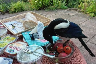 Eine Grünhainerin frühstückt fast täglich mit einer Elster - Elster auf dem Frühstückstisch im Garten. Tomaten und Radieschen werden bevorzugt "kredenzt".