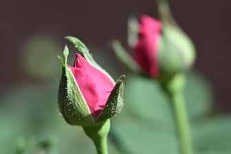 Eine Rose für Chemnitz: Was diese Blume mit der Kulturhauptstadt zu tun hat - 