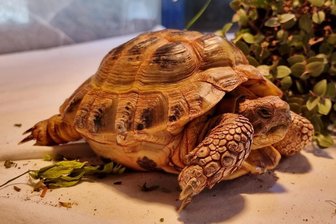 Eine Schildkröte im Behördenwirrwarr: Warum ein Tierheim bei Zwickau auf Kosten sitzenbleibt - Die Vierzehenschildkröte „Olgerich“ lebt seit 1000 Tagen im Zwickauer Tierheim Vielauer Wald, ohne dass sich eine Behörde zuständig fühlt.