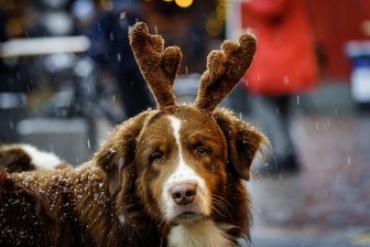 Eine Stimme gab den Ausschlag: Stadtrat entlastet Zwickauer Hundehalter um 12 Euro - Steuergeschenk in der Vorweihnachtszeit: Zwickau senkt die Hundesteuer um 10 Prozent.