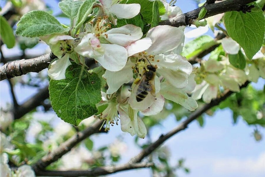 Eine Wanderung mit Imkeraugen - Eine Bienenwanderung ist beim Naturschutzzentrum Erzgebirge geplant. 