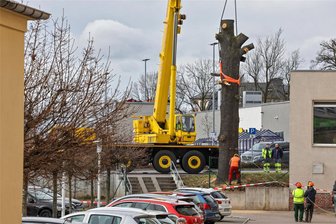 Einer der markantesten Bäume der Hohenstein-Ernstthaler Stadtmitte ist nun ganz verschwunden - Am Freitag wurde der Stamm der Eiche gefällt und abtransportiert.