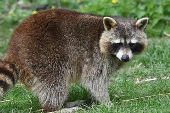 Eingeklemmter Waschbär führt zu Marihuana-Zucht -