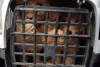 Eingepfercht in Boxen: Polizei stoppt illegalen Welpentransport - Das Foto zeigt, wie zwei junge Pudel auf engstem Raum eingepfercht wurden.