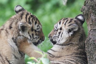 Eingeschläferte Tigerbabys im Leipziger Zoo: Wann dürfen Tiere getötet werden? - Symbolfoto: Die Tiger-Zwillinge Akina (links) und Lenya spielen Ende Mai 2017 im Zoo Leipzig.