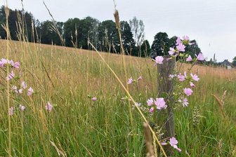 Einkaufsmarkt in Mulda: Pläne für Umzug auf grüne Wiese - Wo jetzt Wildblumen wachsen, soll künftig ein Einkaufsmarkt entstehen: auf einer Wiese an der Chemnitzer Straße am Ortsausgang von Mulda in Richtung Helbigsdorf. Der vorhabenbezogene Bebauungsplan für das Projekt wird vom 25. Juli bis zum 22. August im Rathaus ausgelegt.