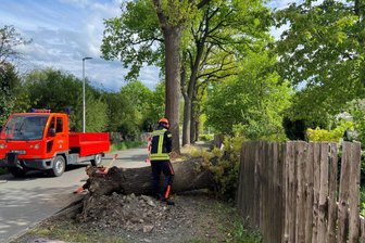 Einsatz für Berufsfeuerwehr: 100 Jahre alte Eiche an Alleestraße in Plauen knickt um - Eine etwa 100 Jahre alte Eiche ist in Plauen Montagnachmittag in einen Kleingarten gestürzt.