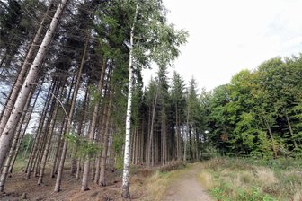 Einsatz im Zellwald bei Großvoigtsberg: Bäume brauchen Hilfe - Sachsens Wälder brauchen Hilfe.
