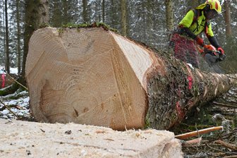 Einsiedler Wald teilweise gesperrt: Bis Februar fallen hier Bäume - Im Einsiedler Wald werden Bäume gefällt.