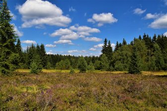 Einst Armeegelände, jetzt Natur pur: Exkursion zum Henneberger Hang bei Johanngeorgenstadt - Schützenswerter Lebensraum seltener Pflanzen und Tiere: Teil des Henneberger Hangs bei Johanngeorgenstadt.