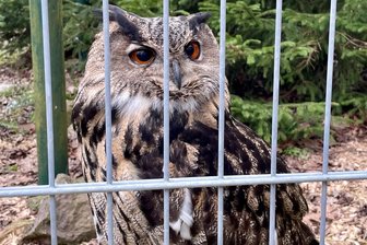 Eintrittspreise in Tierpark und Schaubergwerk Waschleithe werden steigen - Wer „Onkel Uhu“ im Tierpark Waschleithe so nah in die Augen sehen will, der muss bald etwas mehr bezahlen.