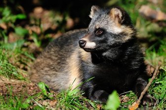 Einwanderer aus Asien gräbt im Gras und klettert auf Obstbäume - Der Marderhund kommt seltener als Füchse und Waschbären in die Stadt, gräbt aber auf der Suche nach Würmern schon mal den Rasen im Garten um. 