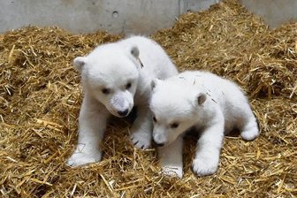 Eisbärenzwillinge im Rostocker Zoo sind Mädchen - 