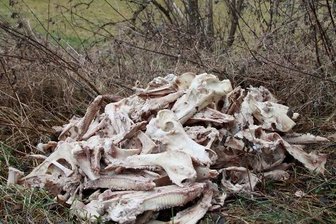 Ekel-Fund in Lauter: Spaziergänger entdeckt Tierkadaver - Unzählige Gebeine und Tierschädel - entdeckt an einem Feldweg an der B 101 bei Lauter-Bernsbach