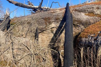 Elbsandsteingebirge: Freiberger Forscher untersuchen die Folgen von Waldbränden - Waldbrandfolgen im Elbsandsteingebirge.