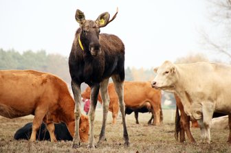 Elch schließt sich Rinderherde an - Ein Elch steht auf der Weide einer Kuhherde in Coswig (Sachsen-Anhalt). Das Tier weiche den Mutterkühen seit vier Wochen praktisch nicht von der Seite, sagt der Besitzer der Rinder.