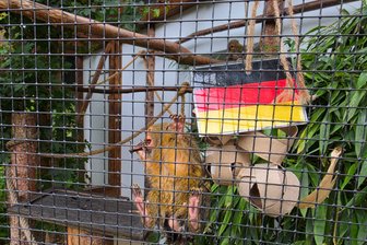 Elefant, Äffchen & Co: Tierische Fußball-Tipps zur WM - Die Zwergseidenäffchen im Zoo der Minis in Aue fungieren als tierisches Orakel.