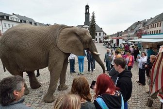 Elefant sorgt für Wirbel - 