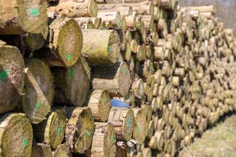Ellefeld: Familienwanderung auf „Martins Holzerlebnisweg“ - Auch um Markierungen an Holzstapeln soll es bei der Familienwanderung gehen.