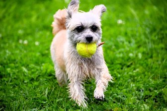 Elsterberger Stadtrat beschließt höhere Hundesteuern - Hundehalter müssen für ihre Fellnasen künftig mehr zahlen in Elsterberg.