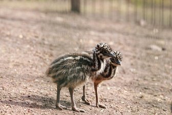 Emu-Nachwuchs erkundet die Außenanlage im Tierpark Chemnitz -