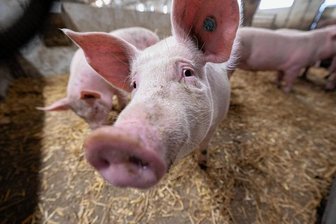 Ende einer Ära: In Ceesewitz bei Rochlitz werden keine Schweine mehr gezüchtet - Bundesweit werden Schweine gezüchtet (hier ein Stall in Baden-Württemberg). Doch in Ceesewitz endete nun eine Ära. Die Methauer Agro AG begründet das Aus für die Schweinezucht in Ceesewitz mit den Kosten. Foto: Marijan Murat/dpa/Archiv