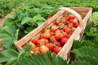 Endlich Erdbeer-Zeit: Das erste Feld zum Selbstpflücken öffnet im Vogtland - Die ersten roten Beeren gibt es im Vogtland in Taltitz und Rotschau.