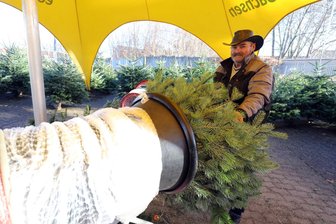 Endspurt für die Weihnachtsbäume in Freiberg: Wer keinen hat, muss sich sputen - 