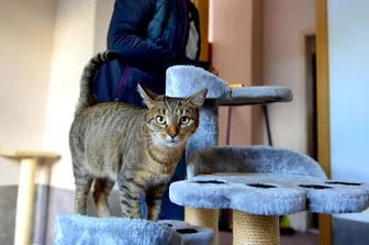 Energiekrise: Erstes Tierheim schlägt Alarm - Das ist Katze Leyla beim Tierschutzverein in Frankenberg. Für sie und ihre Zwillingsschwester Tinka wird eine neue Familie gesucht.