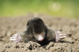 Energiespartipp von Profis - Arbeitet sich um Kopf und Kragen.