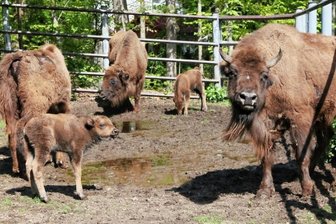 Entdeckertour: Dafür ist im Zwickauer Land Geld geflossen - Das Wisentgehege im Tierpark Hirschfeld ist eine der Stationen der Entdeckertour. Am 29. Oktober findet hier der alljährliche Tierparktag statt. 