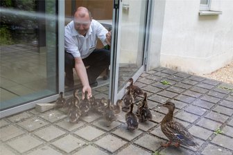 Ente gut, alles gut: Im Helios Vogtland-Klinikum schnattert der Kükennachwuchs um die Wette - Mario Kölling, ein Mitarbeiter an der Rezeption, umsorgt die Entenkinder liebevoll.