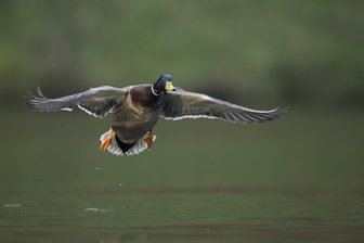 Ente kollidiert mit Fußgängerin - tot - Im Flug ist eine Ente (Symbolfoto) in Dresden mit einer Fußgängerin zusammengestoßen. Den Aufprall überlebte der Wildvogel nicht.