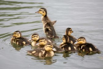 Enten-Familienausflug in Marienthal -