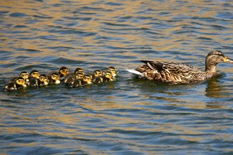 Entenfamilie auf der A 4 bei Großschirma: 20.000 Euro Sachschaden und drei tote Enten - Nicht auf dem See, sondern auf der Autobahn war eine Entenfamilie unterwegs.