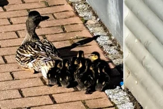 Entenfamilie strandet in Plauen auf Supermarkt-Parkplatz - Diese Entenfamilie bekam am Montag in Plauen Hilfe von der Polizei.