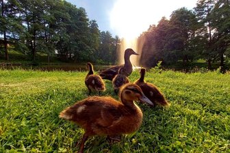 Entenfamilie sucht Abkühlung - 