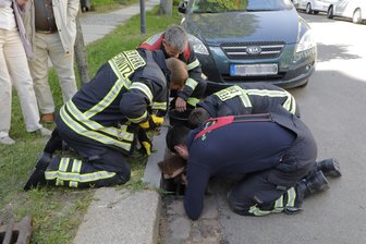 Entenküken aus Gully gerettet - 