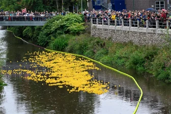 Entenrennen in Chemnitz: Regenguss vorm Start sorgt für Extra-Speed - Die Gummi-Enten auf der Chemnitz hatten es beim Wettrennen diesmal besonders eilig. Heftiger Regen hatte Pegel und Strömung kurz vorm Start kräftig ansteigen lassen. Trotz des eher bescheidenen Wetters verfolgten Hunderte Besucher das Spektakel zwischen Bier- und Hartmannbrücke.