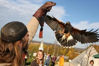Entflogener Wüstenbussard Lugh wieder da -