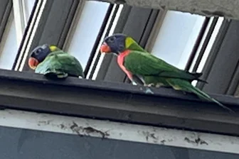 Entflohene Papageien in Chemnitzer Innenstadt unterwegs - Augenscheinlich Altweltpapageien waren am Donnerstag in der Chemnitzer Innenstadt unterwegs.