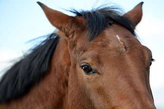 Entlaufenes Pferd verendet nach Unfall mit Auto - Das Pferd war ausgebüxt. (Symbolbild)