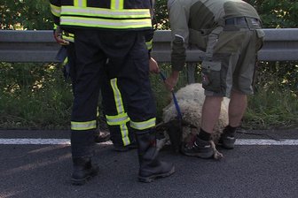 Entlaufenes Schaf sorgt für Behinderung auf A 4 bei Meerane -